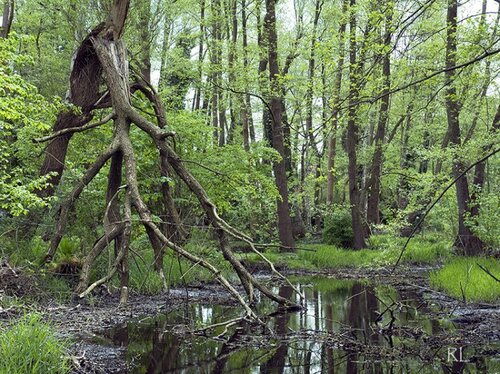 Am Kindelsee in Schönfließ trifft man auf urige Landschaften