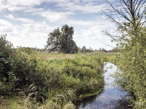 Das Kindelfließ im Schutzgebiet "Eichwerder Moorwiesen"